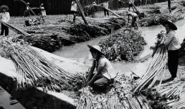 黃麻豆,营养丰富的健康食材探索